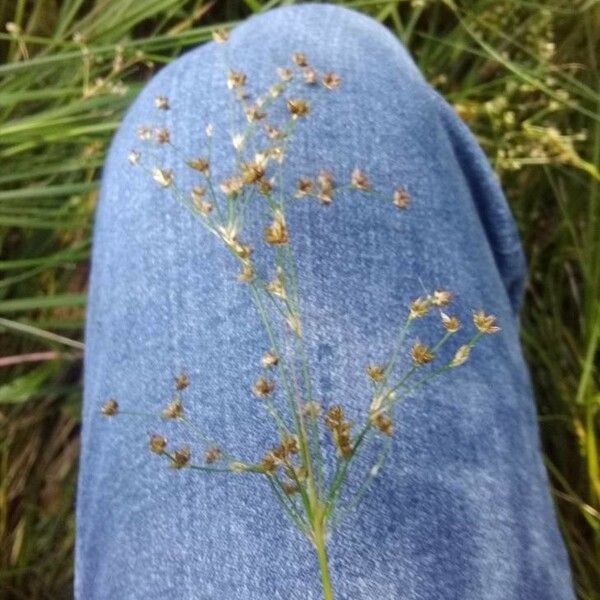 Juncus articulatus Цветок