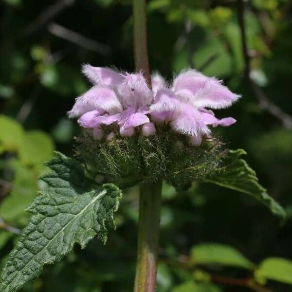 Phlomoides tuberosa Λουλούδι