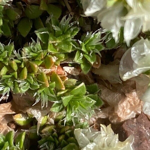 Paronychia kapela Blad