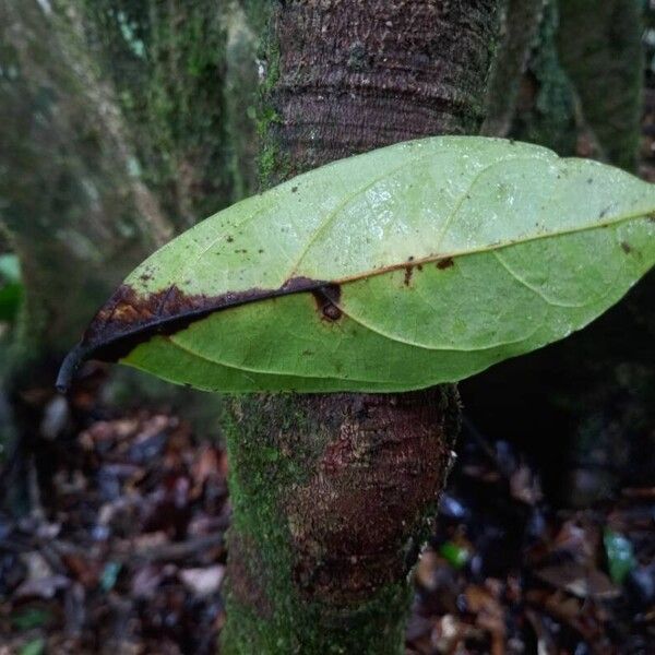 Ocotea cinerea Лист