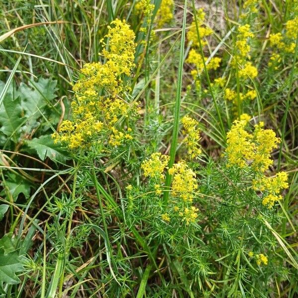 Galium verum Elinympäristö