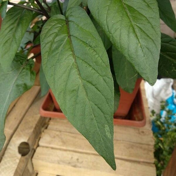 Solanum muricatum Leaf