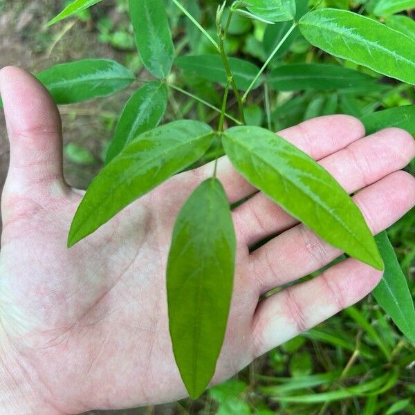 Desmodium paniculatum List