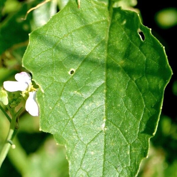 Raphanus raphanistrum Feuille