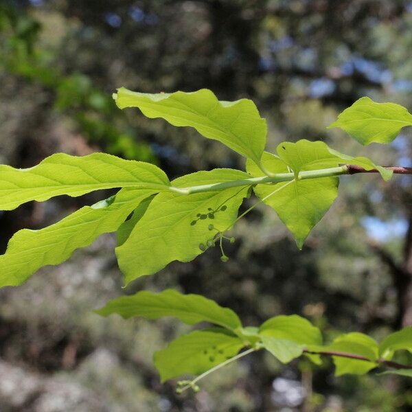 Euonymus latifolius Lapas