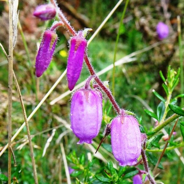 Daboecia cantabrica ফুল