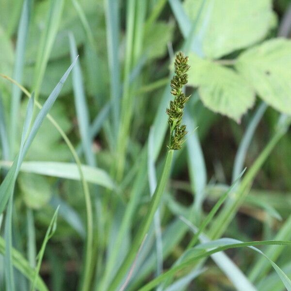 Carex otrubae Квітка