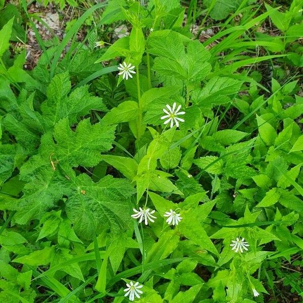 Stellaria nemorum Floro