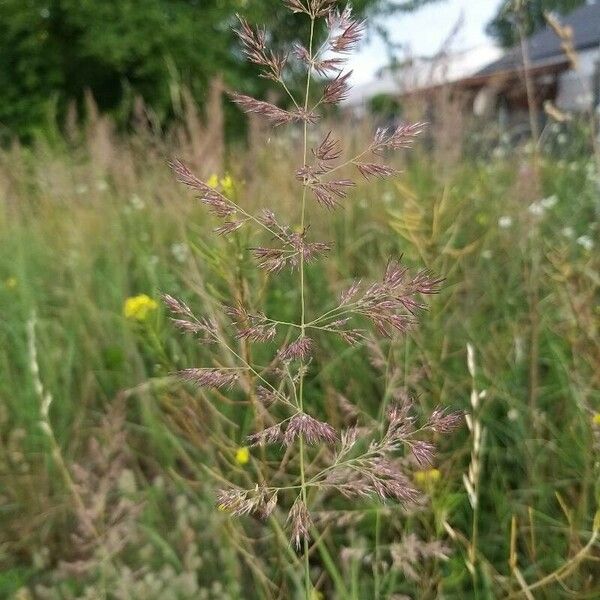 Calamagrostis epigejos Λουλούδι