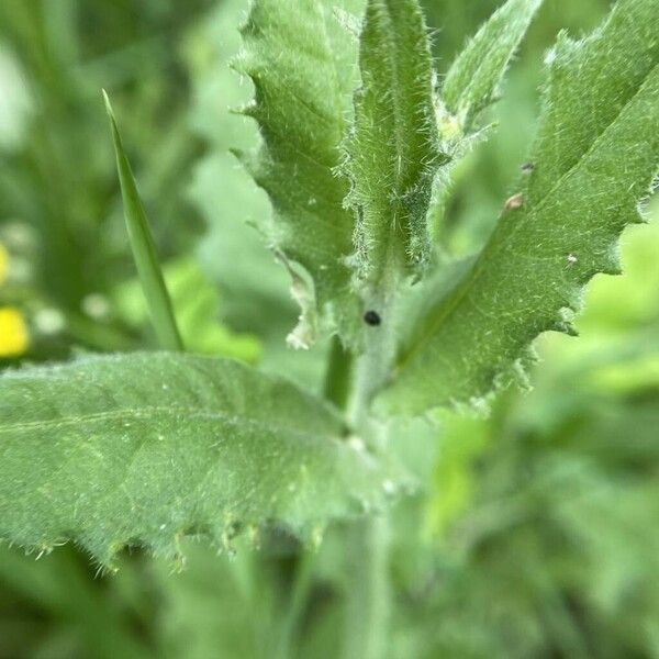 Pilosella cymosa Leaf