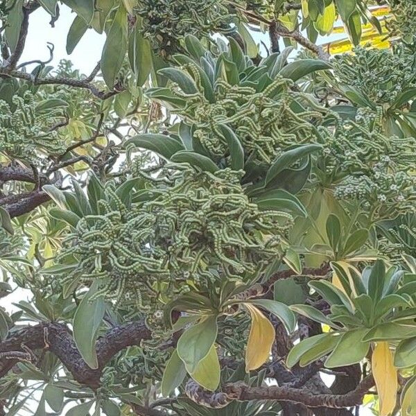 Heliotropium arboreum Fruit