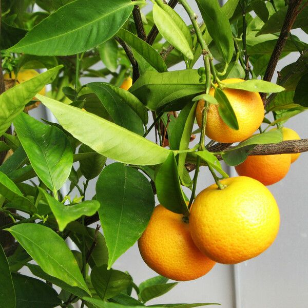 Citrus × aurantium Fruit