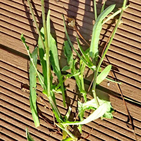 Crepis commutata Folio