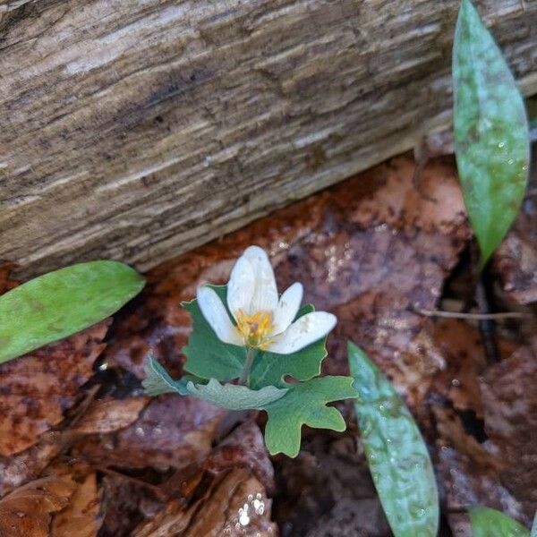 Sanguinaria canadensis Цвят