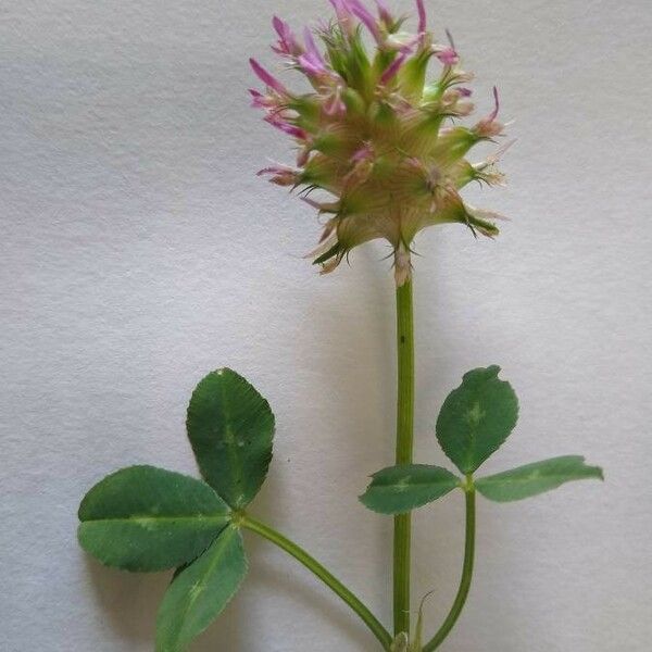 Trifolium spumosum Květ