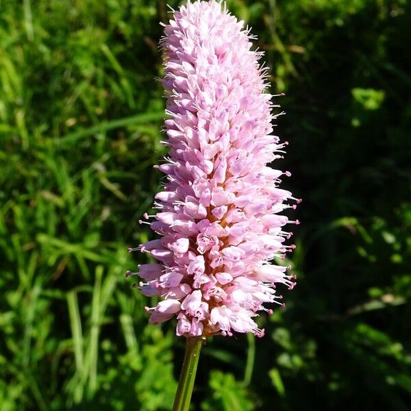 Bistorta officinalis Blomma