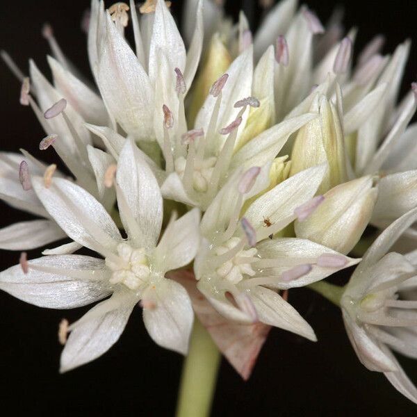 Allium amplectens Blomma