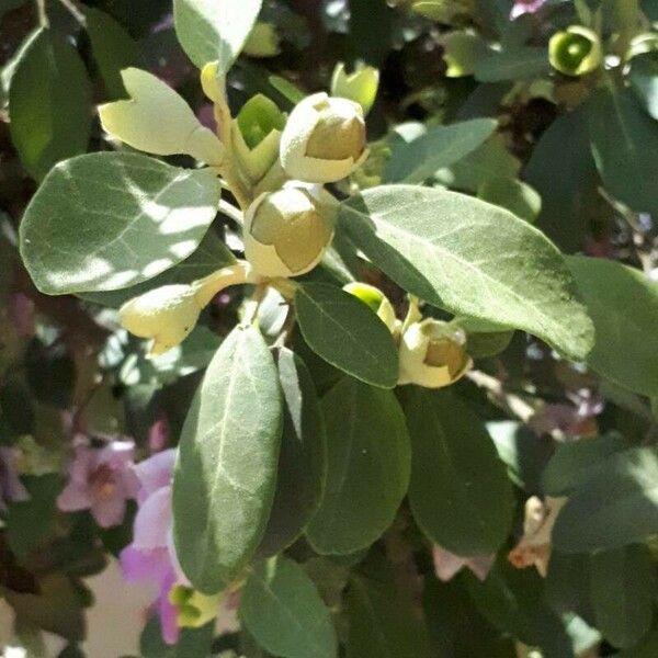 Lagunaria patersonia ফল