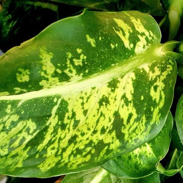 Dieffenbachia seguine Άλλα