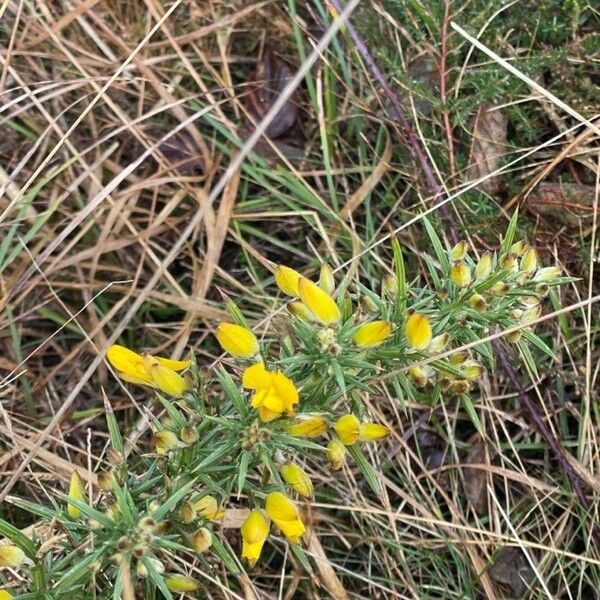 Ulex europaeus 花