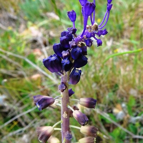 Muscari comosum Flor