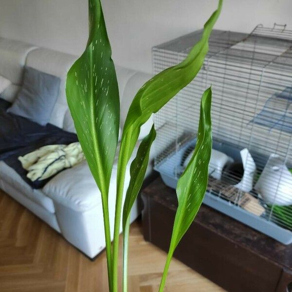 Zantedeschia albomaculata ഇല