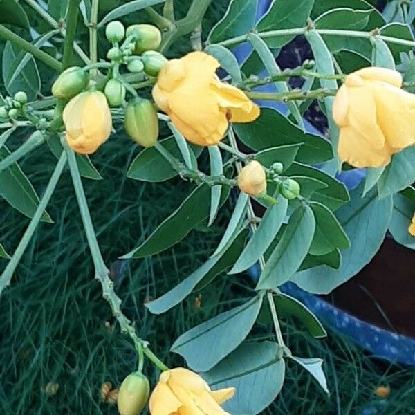 Senna corymbosa 葉