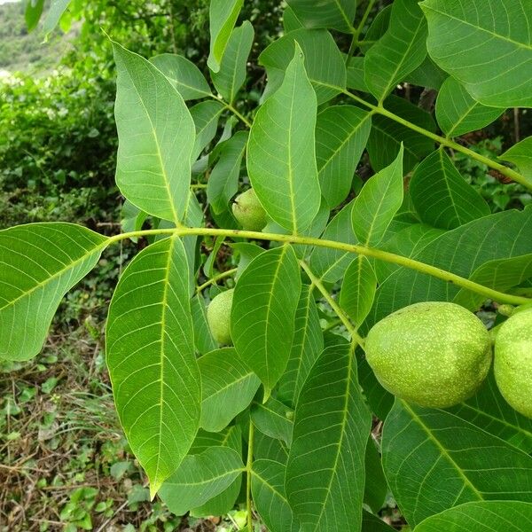 Juglans regia Other