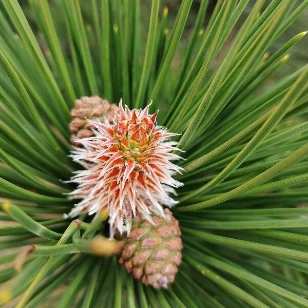 Pinus nigra Fleur