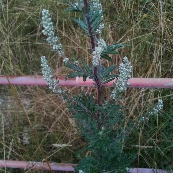 Artemisia vulgaris Žiedas