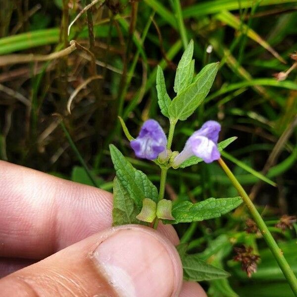 Scutellaria lateriflora Fiore