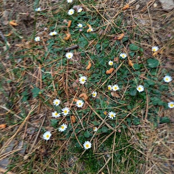 Bellium bellidioides Vekstform