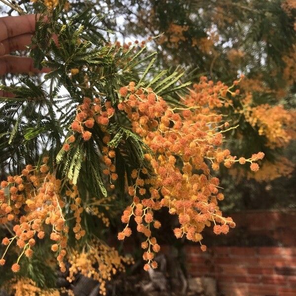 Acacia mearnsii Blatt