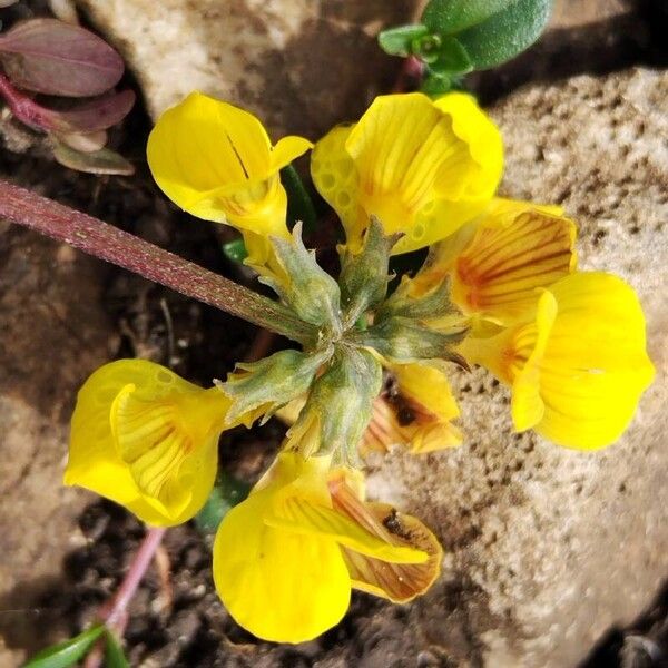 Hippocrepis comosa Flower