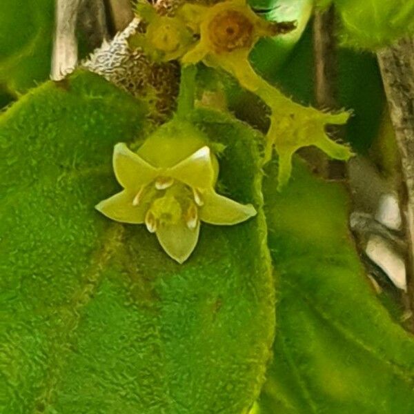 Pyrostria phyllanthoidea Flower