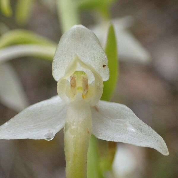 Platanthera bifolia Lorea