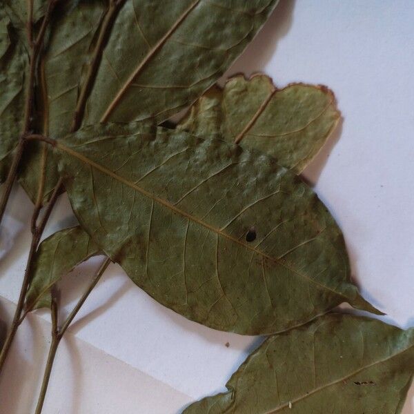 Heisteria ovata Leaf