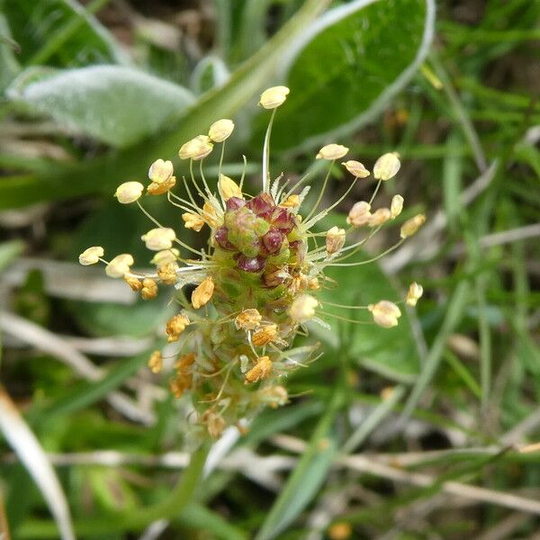 Plantago alpina Квітка