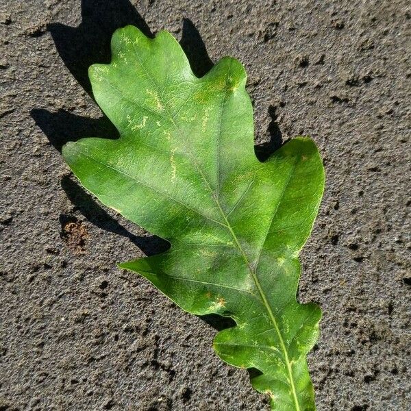 Quercus robur Levél