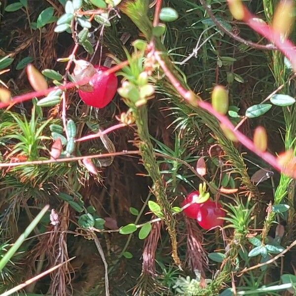 Vaccinium oxycoccos Ffrwyth