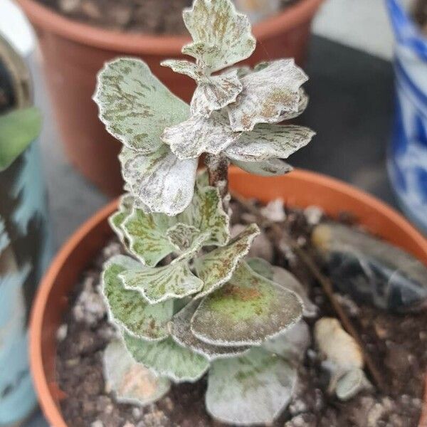 Kalanchoe rhombopilosa Hoja