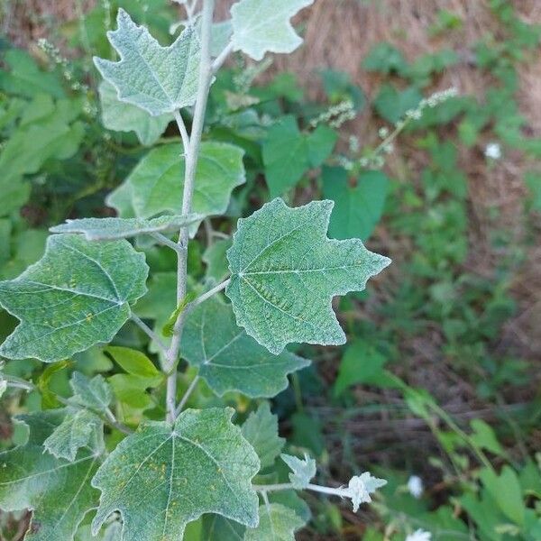 Populus alba Листок