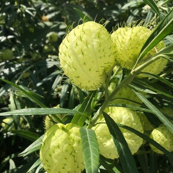 Gomphocarpus physocarpus Frukt