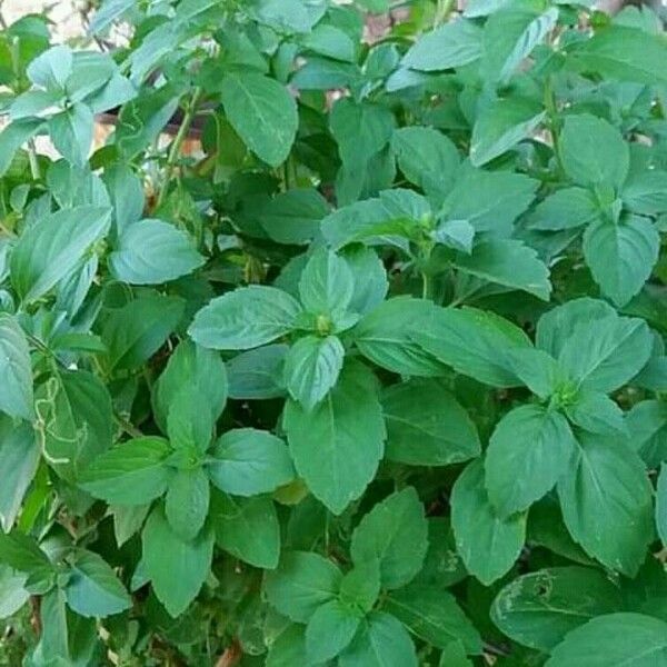 Ocimum campechianum পাতা