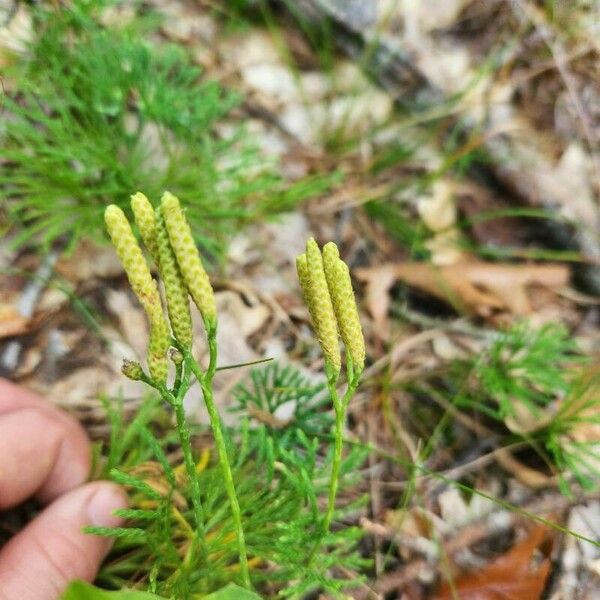 Lycopodium complanatum Lorea