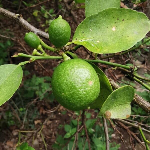 Citrus × aurantiifolia Frutto