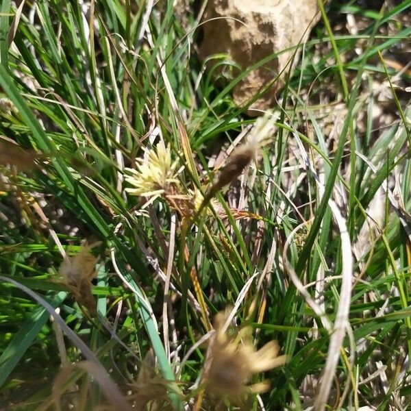 Carex humilis 花