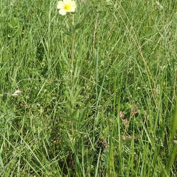 Potentilla recta Habit