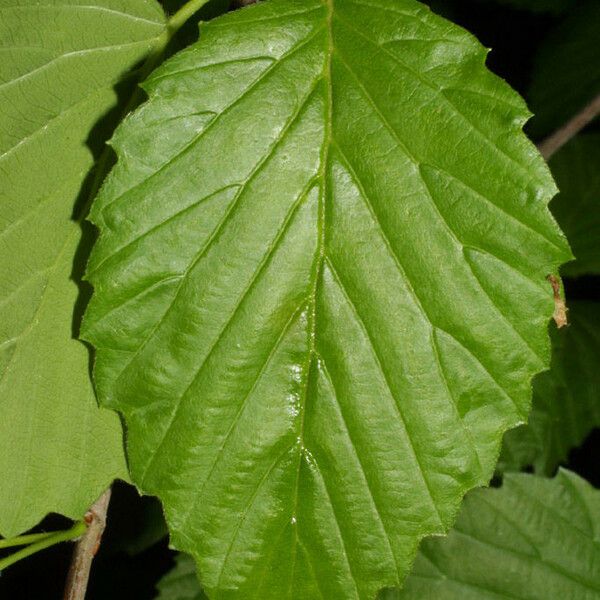 Viburnum recognitum 葉