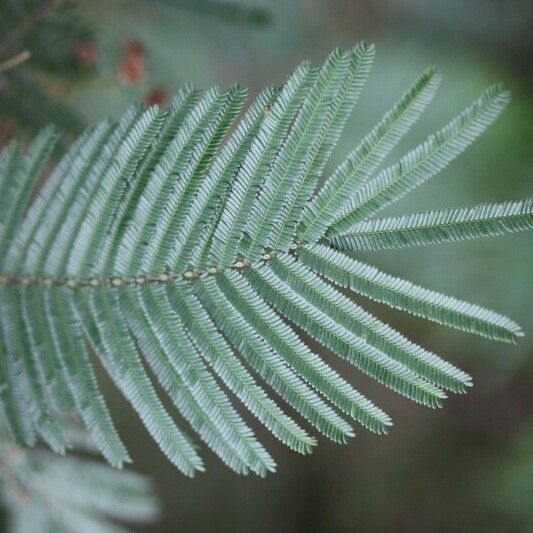 Acacia mearnsii Annet